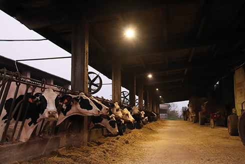 Farm Led for Breeding, bovini da latte, illuminazione, benessere animale