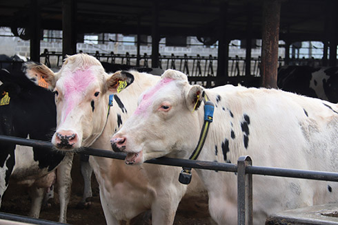 tag a collare, Allflex Livestock Intelligence, SenseHub, bovini da latte, post-parto