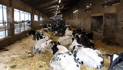 cooperativa La Francescana, vacche