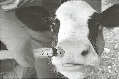 virus sinciziale, prevenzione, MSD Animal Health, vitelli, vaccinazione