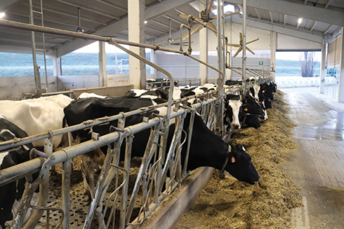 biocella igienizzante, bovini da latte, benessere animale, raffrescamento, Grana Padano