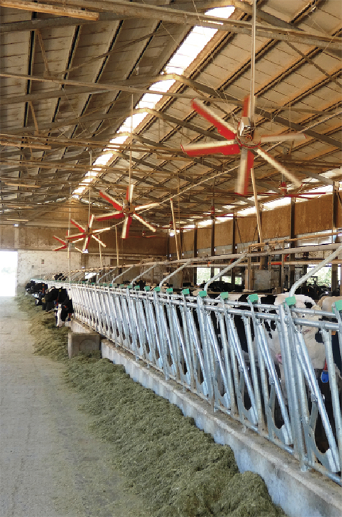 heat stress, bovine da latte, ventilatori, cuccette