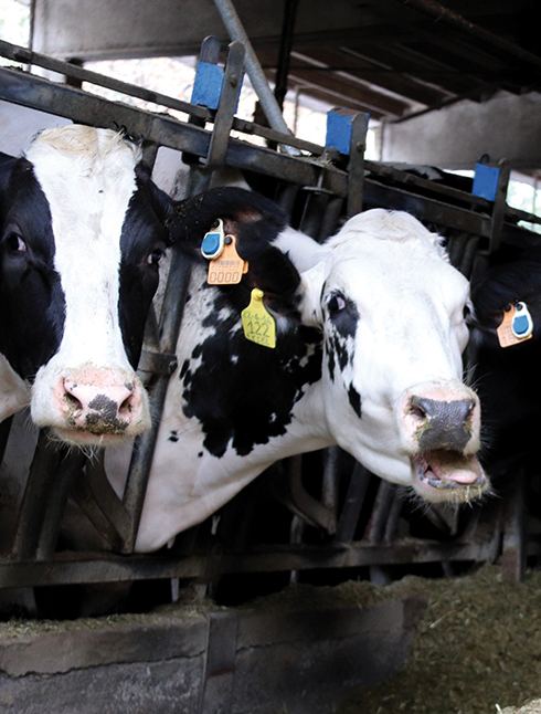 SenseHub, Allflex Livestock Intelligence, bovine da latte