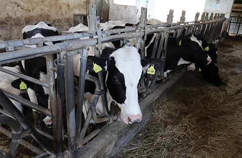 Tecnozoo, bovini da latte, piani alimentari, vitellaia, Holstein