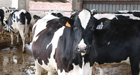azienda agricola Pila, bovine da latte, Agri Piacenza Latte, Grana Padano