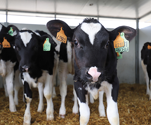 DairyComp, Cooperativa Libertà e Lavoro, bovini da latte, gestione mandria, rimonta