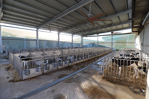 Farm-Led for breeding, Molino Terenzano, illuminazione, bovini da latte, fotoperiodo