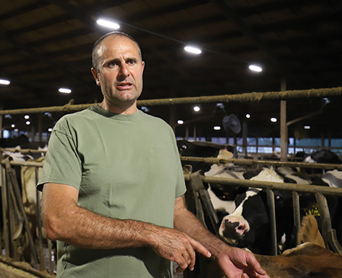 Farm-Led for breeding, Molino Terenzano, illuminazione, bovini da latte, Giovanni Locatelli
