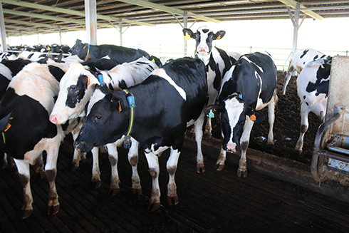 Allflex Livestock Intelligence, cSense, Cirioagricola, SenseHub, bovini da latte