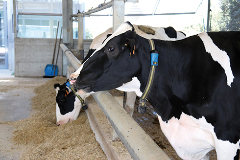 Allflex Livestock Intelligence, cSense, Cirioagricola, SenseHub, bovini da latte