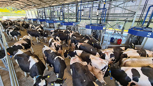 DeLaval, Batch milking, mungitura robotizzata, bovini da latte, benessere animale