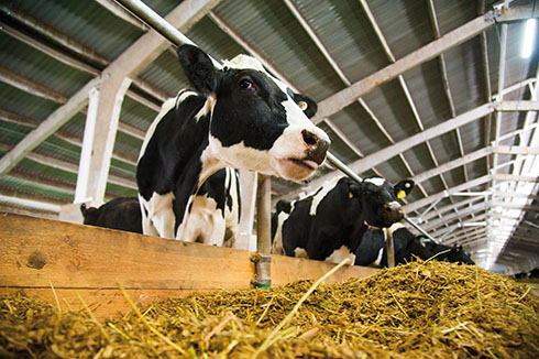 selezione, miglioramento genetico, IES, bovini da latte