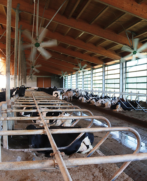 Lembo Farm, Arienti, raffrescamento, bovini da latte, cooling