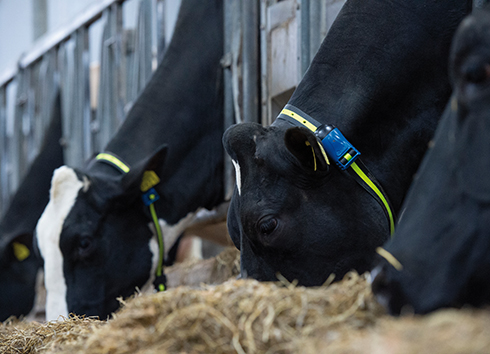 Allflex Livestock Intelligence, tag da collare, Viazzani, rilevamento calori, tag cSense