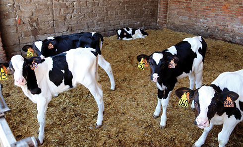 Della Bassa, Alessandro Tassetto, pregnancy rate, bovini da latte