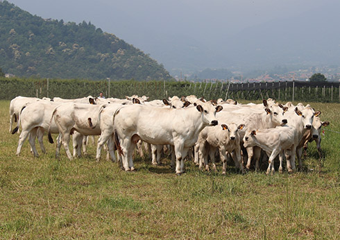 Piemontese, bovini da carne, riproduttori, zootecnia biologica, alpeggio