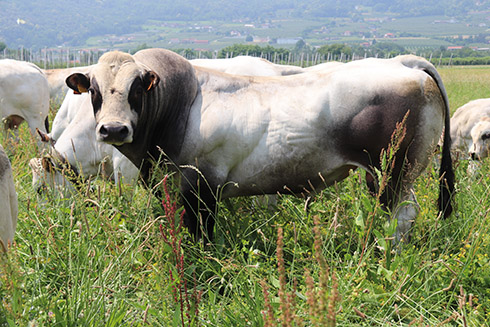 Piemontese, bovini da carne, riproduttori, zootecnia biologica, alpeggio