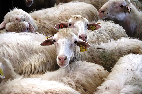 Società agricola Bacciotti, pecore