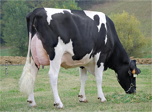 Royal, Holstein, Anafi, genetica, fecondazione artificiale