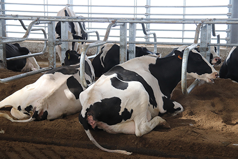 Fugazza, Rota Guido, stalla a ventilazione ibrida, bovini da latte, benessere animale