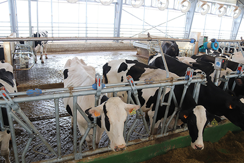 Fugazza, Rota Guido, stalla a ventilazione ibrida, bovini da latte, benessere animale