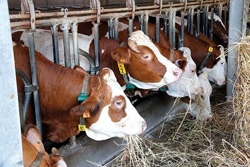 Fattoria Savoia, Pezzata Rossa, latte, caseificio aziendale, beta caseina A2