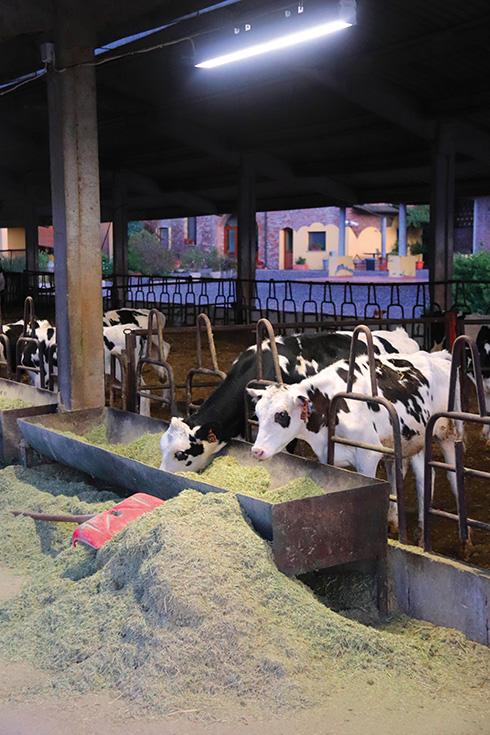 vitelle, Farm-Led for Breeding