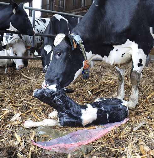 Emilcap, bovini da latte, fertilità, Linea Solving, crescita genetica