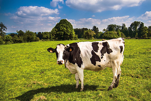 OmniGen AF, benessere animale, bovini da latte, Immunity Challenge, Phibro Animal Health
