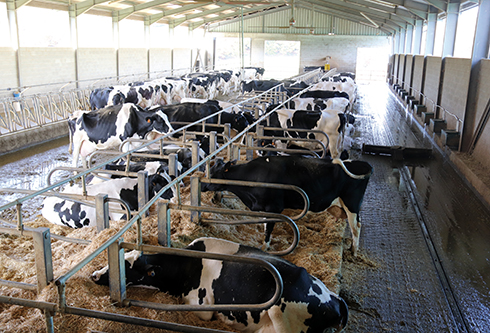bovini da latte, Parmigiano Reggiano, Simone Serri, New Farm, Cal24