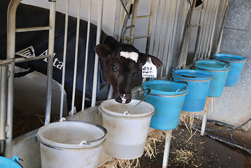 bovini da latte, Parmigiano Reggiano, Simone Serri, New Farm, Cal24