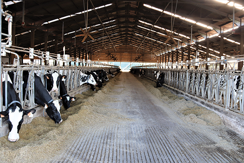 Gruppo Antonini, DueA, bovini da latte, stalla