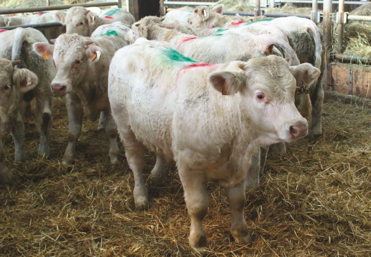 Carni bovine, lunga vita (nonostante tutto) alla filiera italo-francese