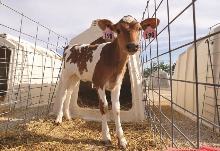 C'è fertilità e fertilità