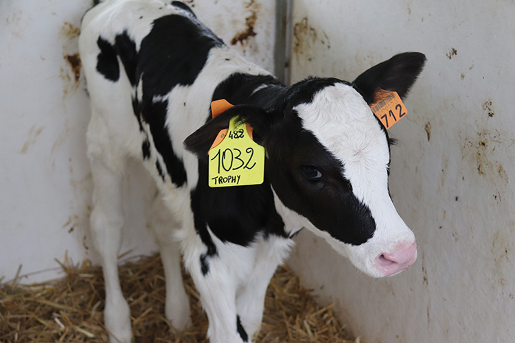 L'epigenetica agisce sulle vacche del futuro