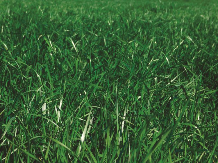 Più efficienza in razione con il loglio italico insilato giovane