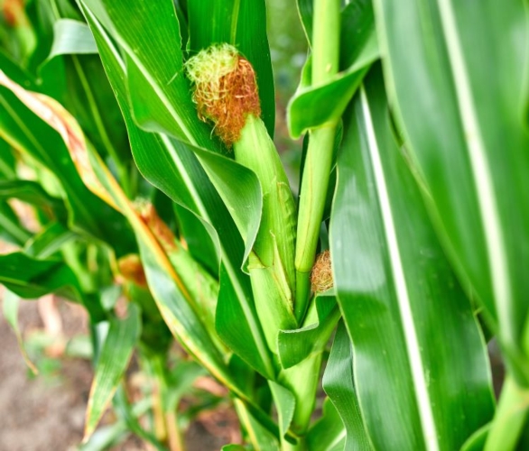 Cereali: cresce la produzione mondiale di mais