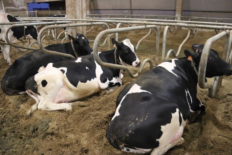 Una superficie di riposo confortevole per le bovine in cuccetta
