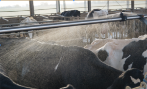 Misurare l’heat stress nelle vacche da latte