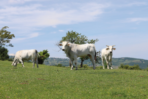 La grande bellezza