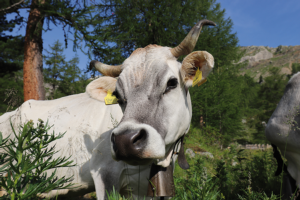 Il sapore della biodiversità