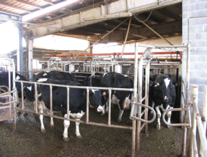 Le mille potenzialità del Precision Dairy Farming