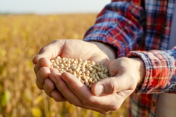 Proteici: una questione aperta per la mangimistica europea