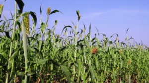 Intossicazioni da acido cianidrico nei bovini